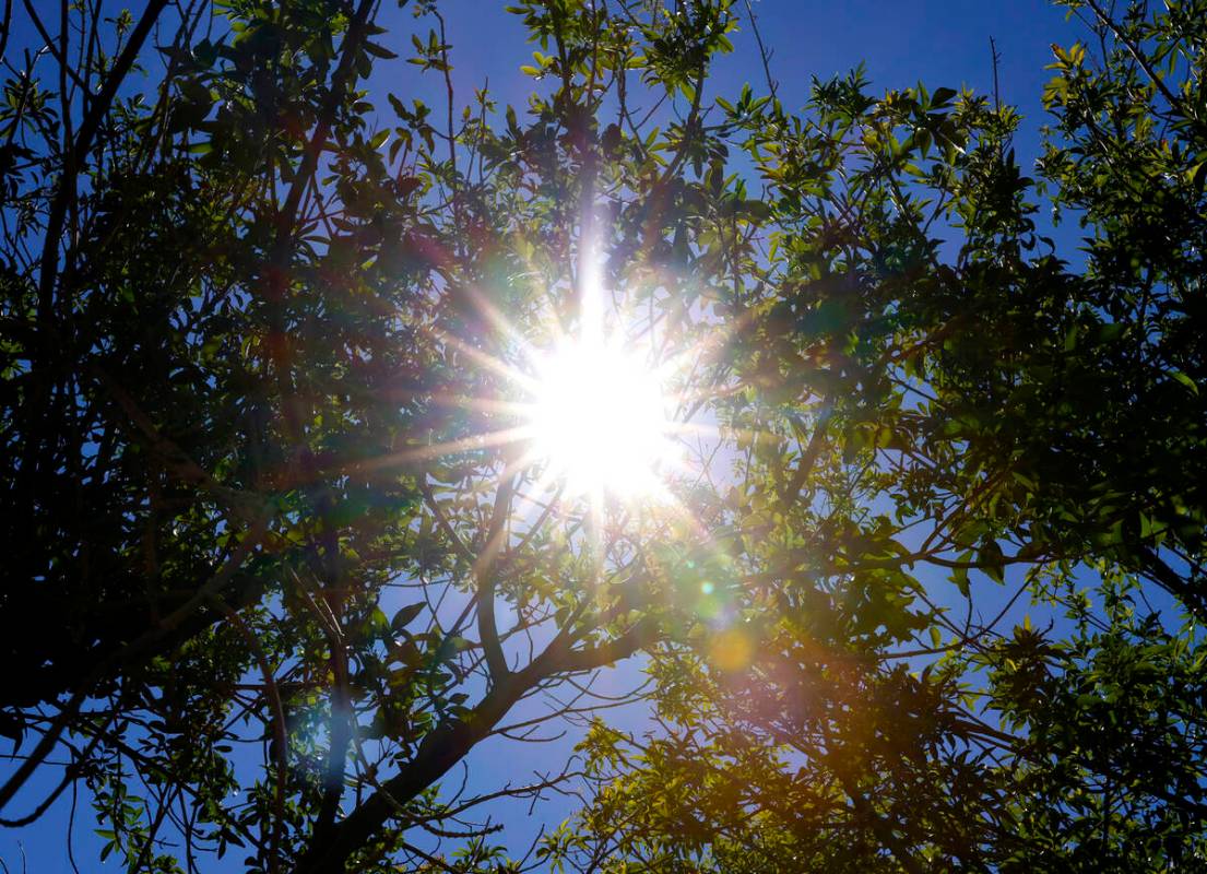 Afternoon sun rays pierce through tree branches at Bruce Trent Park on July 1, 2024, in Las Veg ...