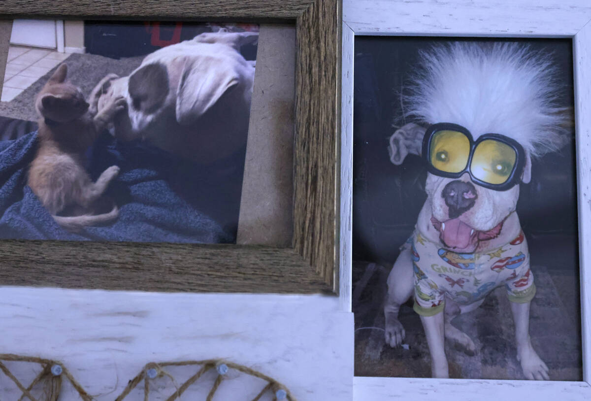 A framed collage of photos that featured Bruno is seen at the home of his owner Rebecca Bobowsk ...