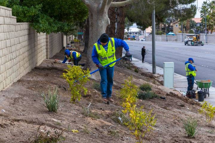 With grass removed, a crew from Park West lays down irrigation lines for a new desert landscapi ...