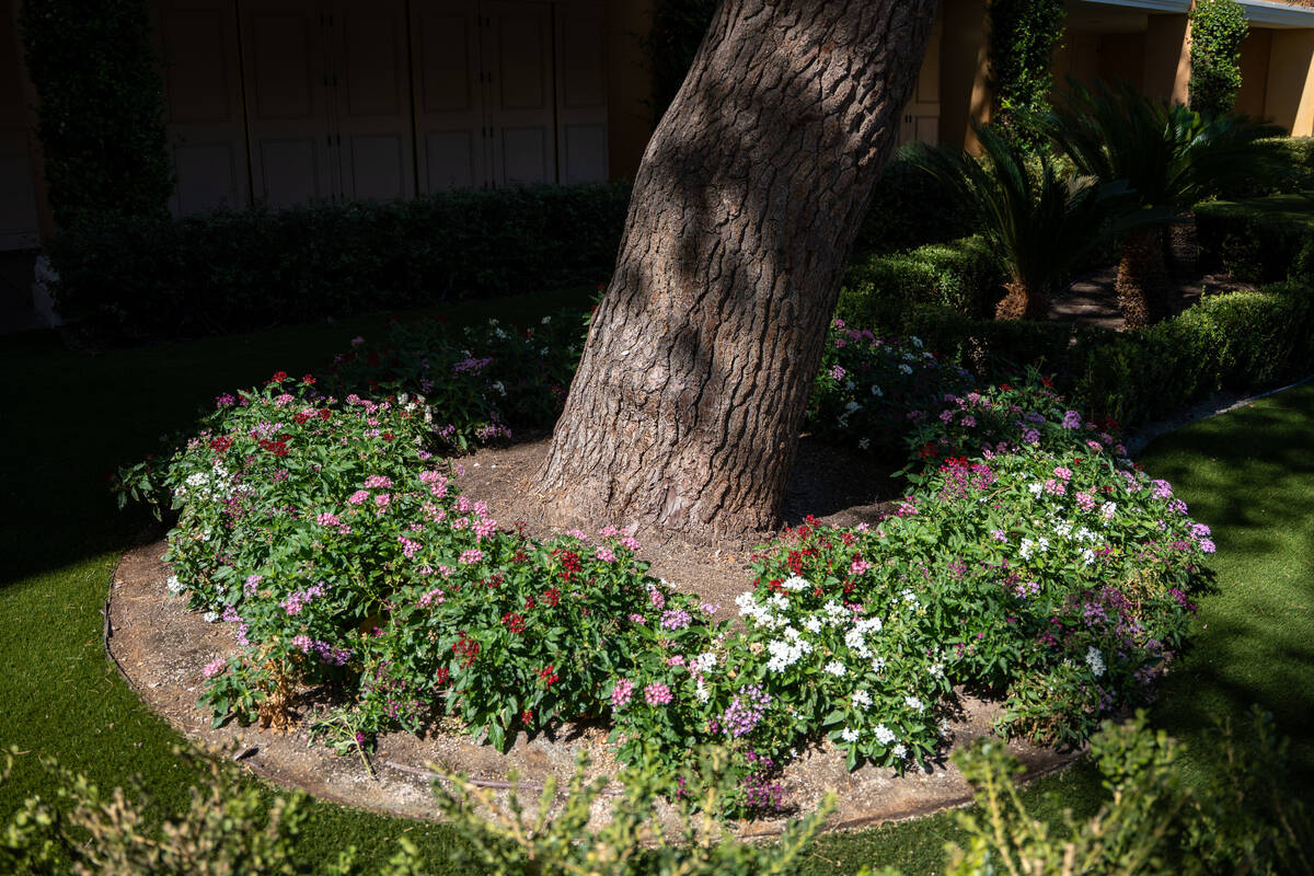A variety of landscaping is seen outside of the Bellagio Hotel & Casino in Las Vegas Sept. ...