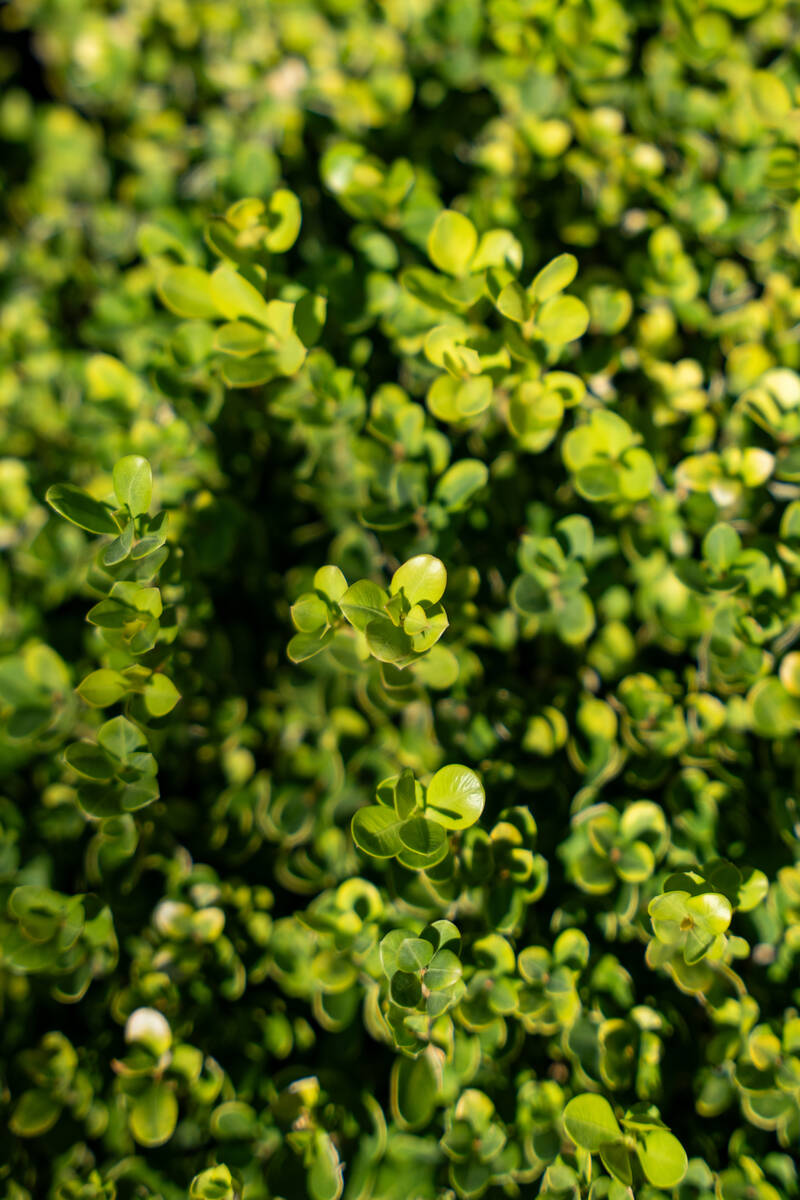 A variety of landscaping is seen outside of the Bellagio Hotel & Casino in Las Vegas Sept. ...