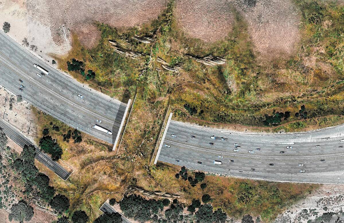 This illustration shows a rendering of a wildlife bridge crossing over U.S. Highway 101 between ...