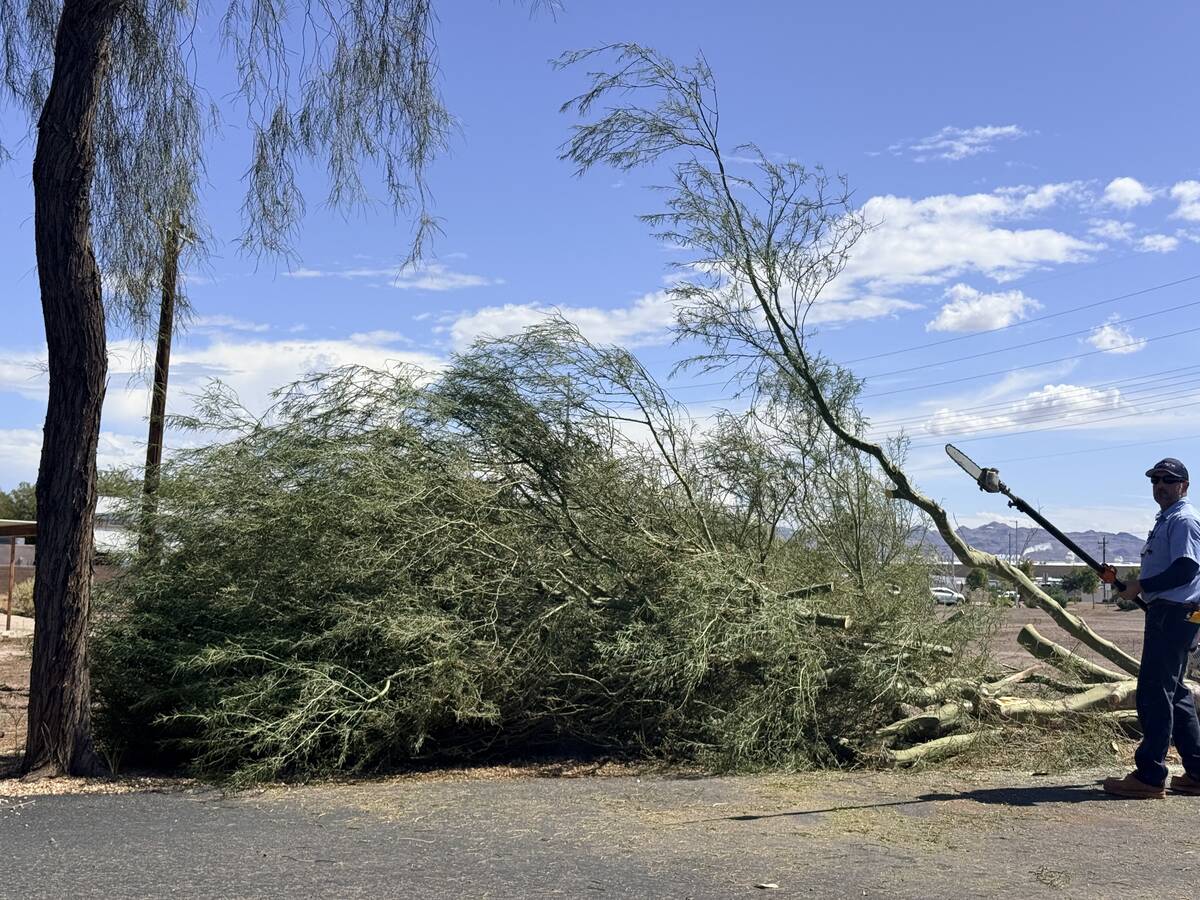 Storms on Sept. 26, 2025, uprooted several large trees on the road leading into the Henderson B ...