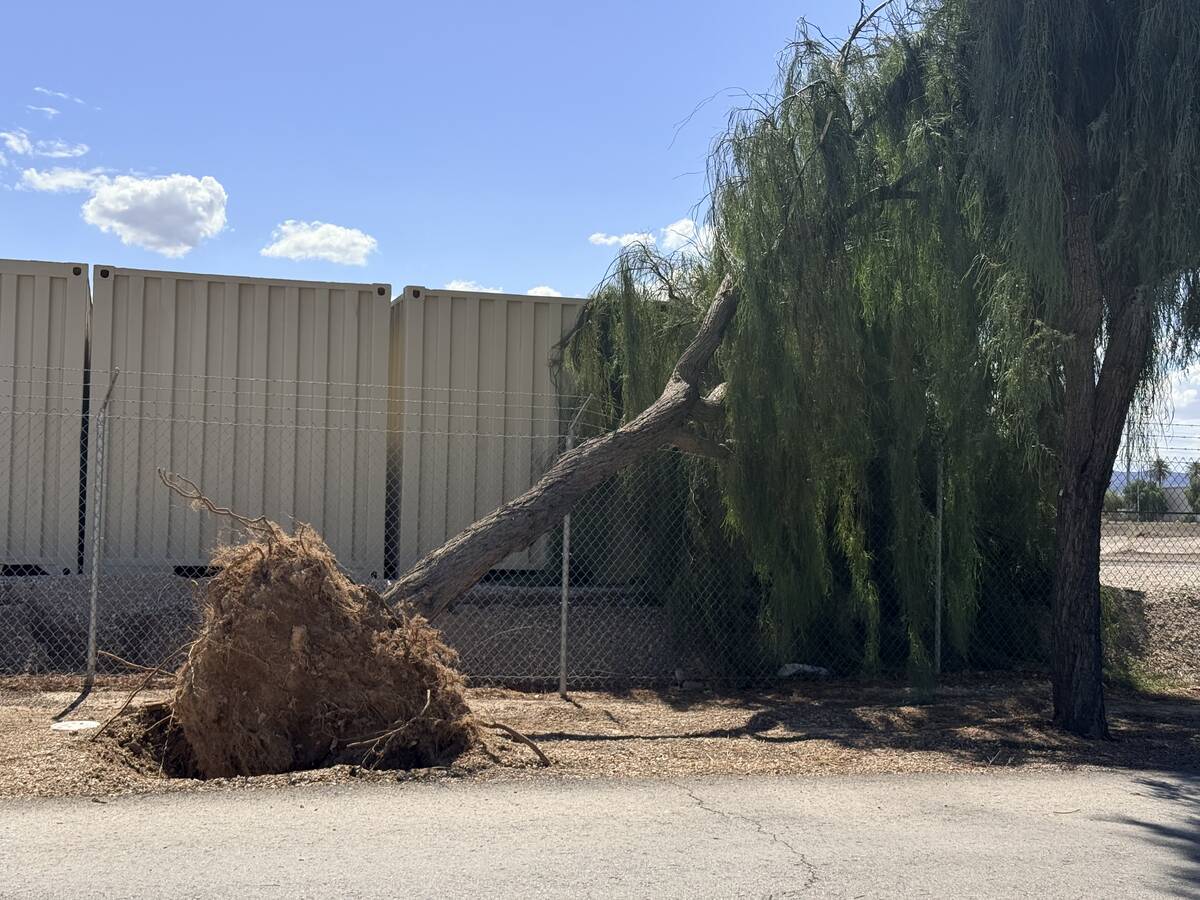 Storms on Sept. 26, 2025, uprooted several large trees on the road leading into the Henderson B ...