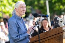 Dr. Jane Goodall speaks to a crowd gathered for the University of Montana President's Lect ...