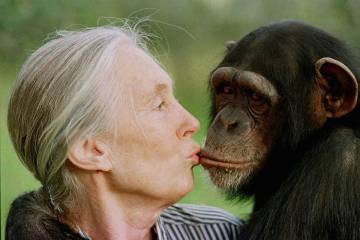 FILE - Jane Goodall kisses Tess, a female chimpanzee, at the Sweetwaters Chimpanzee Sanctuary n ...