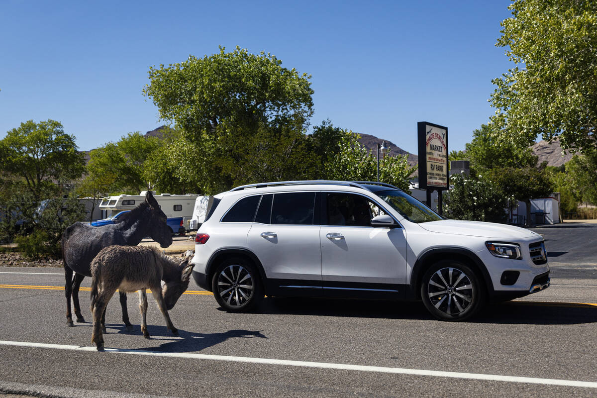 Burros block traffic along U.S. Highway 95 in Beatty on Wednesday, Sept. 17, 2025. (Chase Steve ...