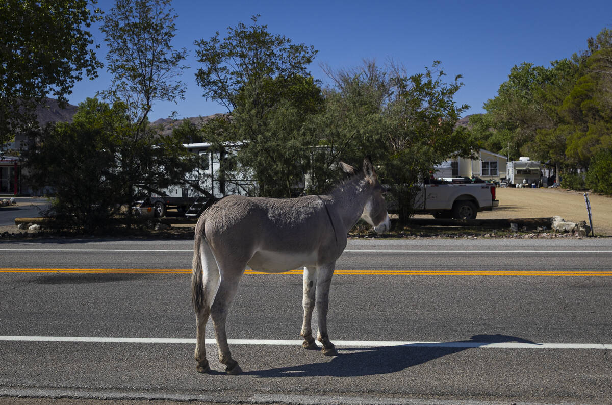 A burro stands along U.S. Highway 95 in Beatty on Wednesday, Sept. 17, 2025. (Chase Stevens/Las ...