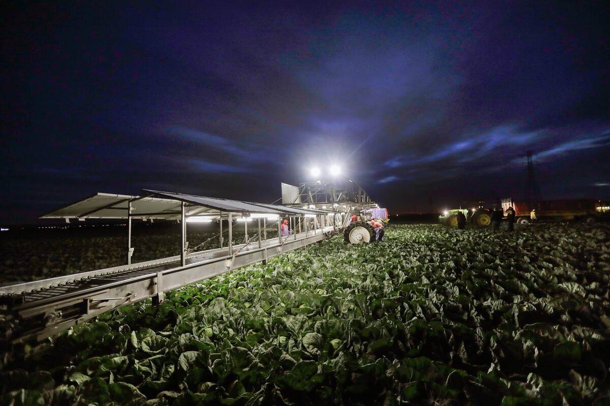 In this March 6, 2018, photo, farmworkers harvest cabbage before dawn in a field outside of Cal ...