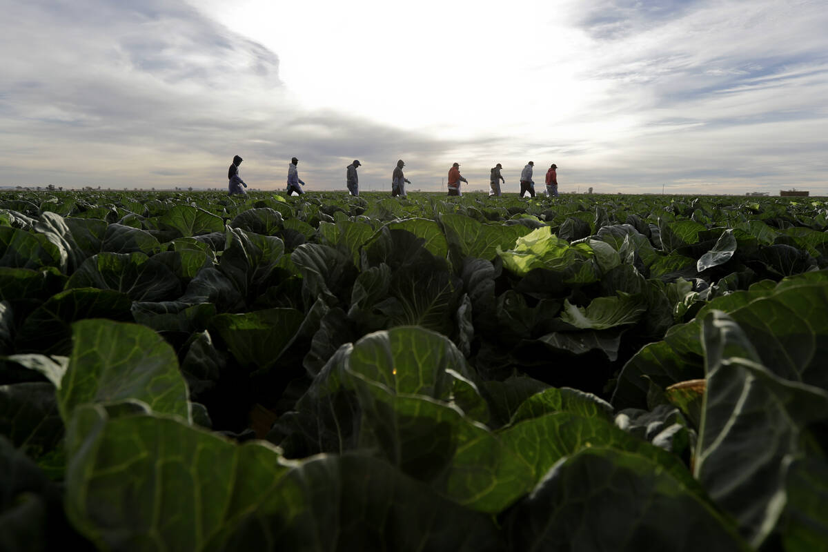 In this March 6, 2018, photo, farmworkers walk through a field of cabbage during harvest outsid ...