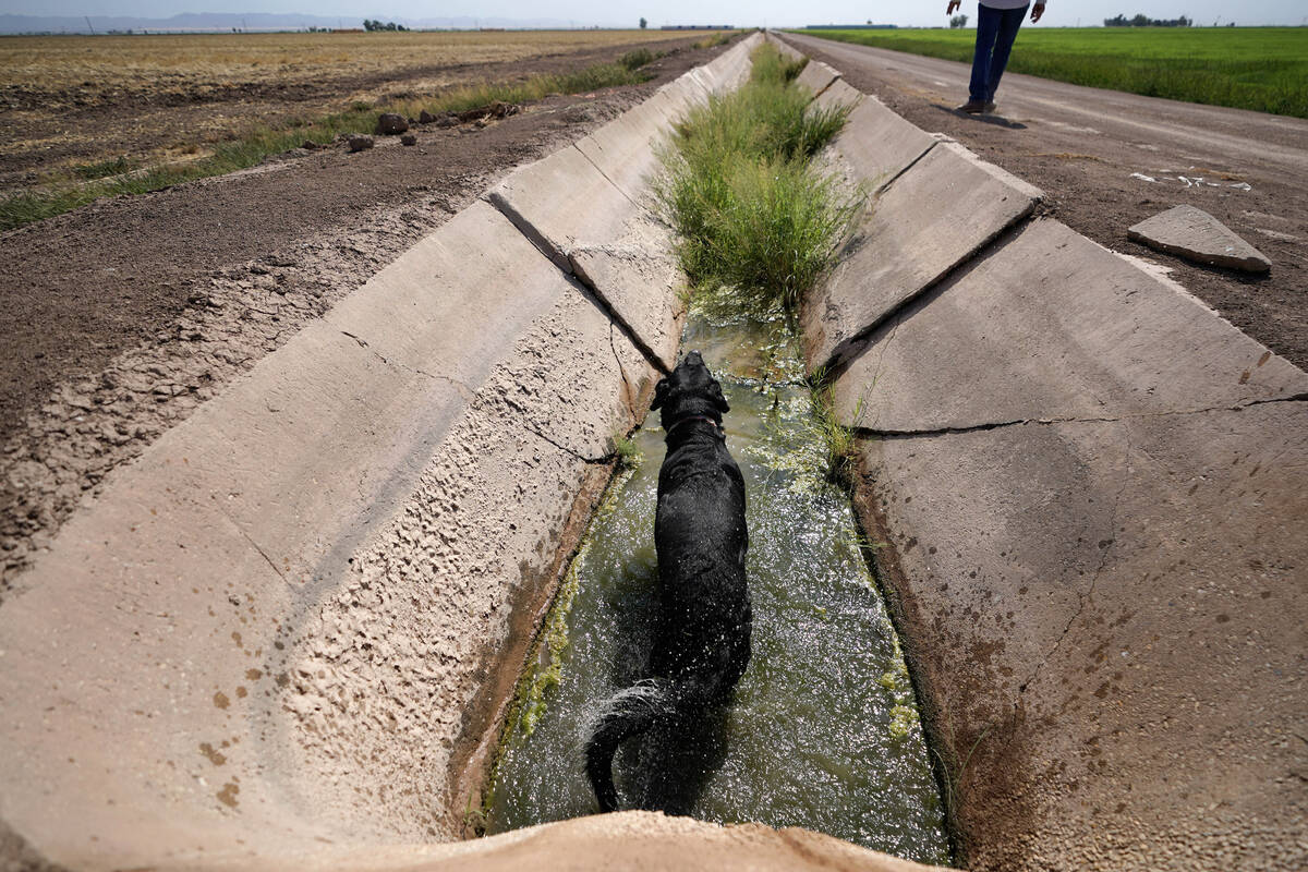 Farmer Larry Cox walks to his truck as his dog, Brodie, soaks in a water canal at his farm on A ...