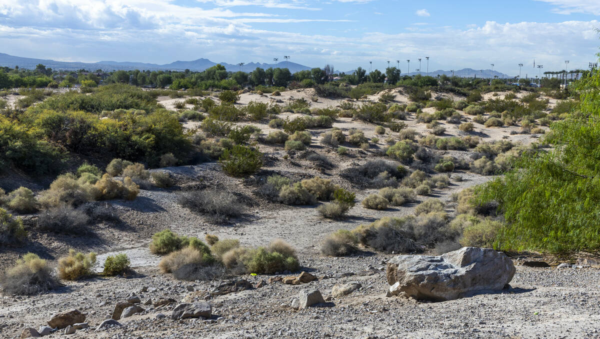 Some of the wild space along a path at Sunset Park following a homicide early in the morning on ...