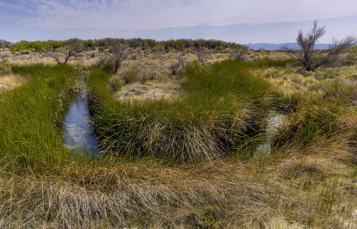 Crystal Spring winds through the Ash Meadows National Wildlife Refuge on May 9, 2023, in Amargo ...