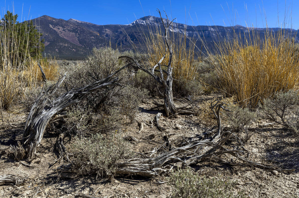 A grove of Rocky Mountain juniper trees south of Bahsahwahbee near Ely is dying as groundwater ...