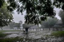 A lone dog walker braves the pouring rain in the Encino section of Los Angeles on Tuesday, Oct. ...