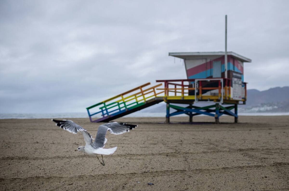 A seagull passes a lifeguard tower under heavy clouds on Ginger Rogers Beach Tuesday, Oct. 14, ...