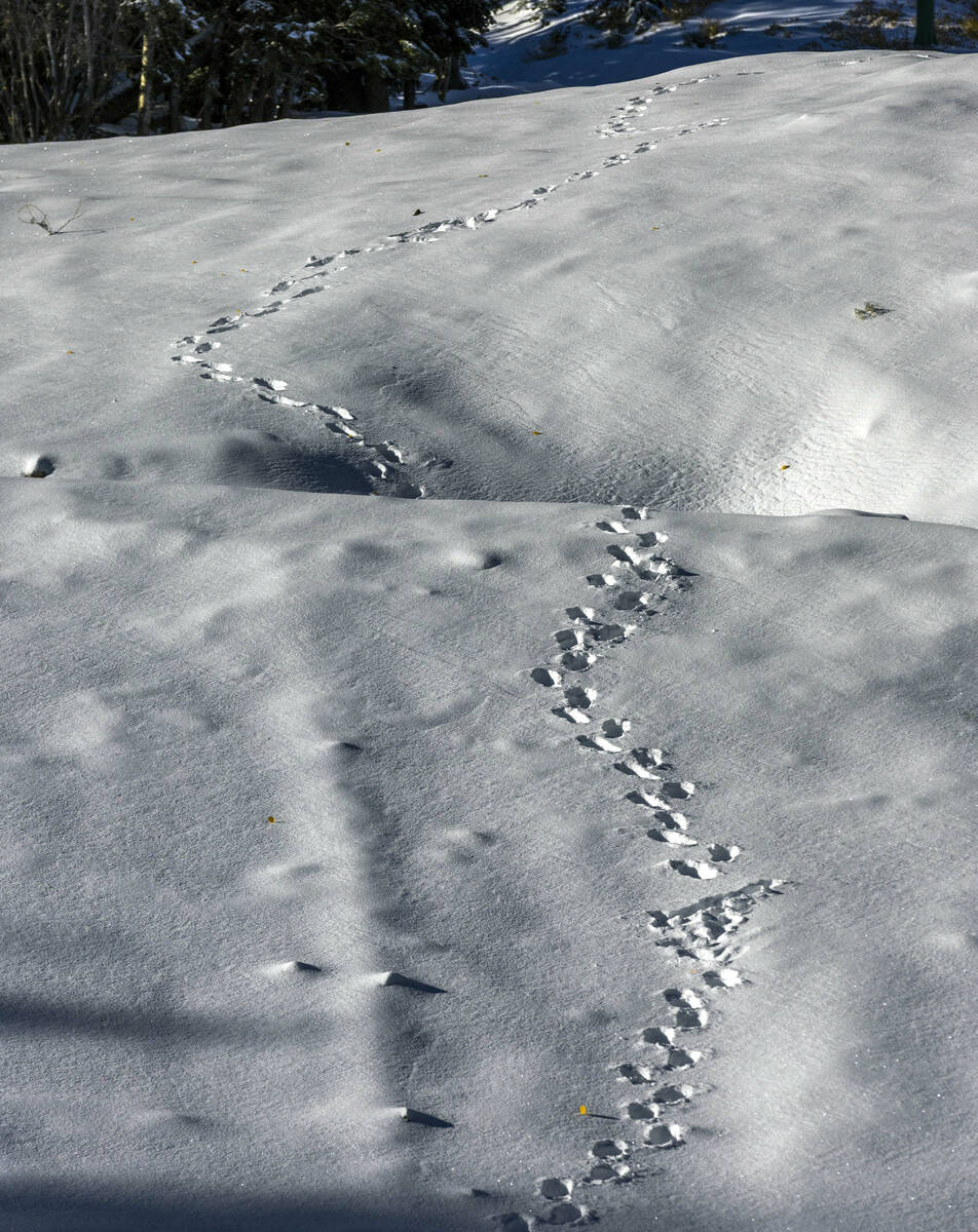 Footprints trail up a hill above the ski lift at Lee Canyon as the first significant snowfall o ...