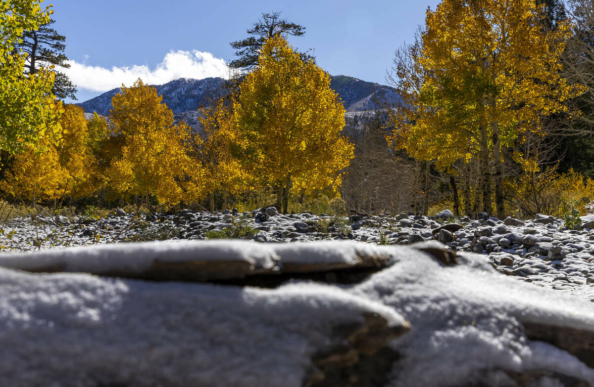 Some fall color still remains on the slopes about Kyle Canyon during the first significant snow ...