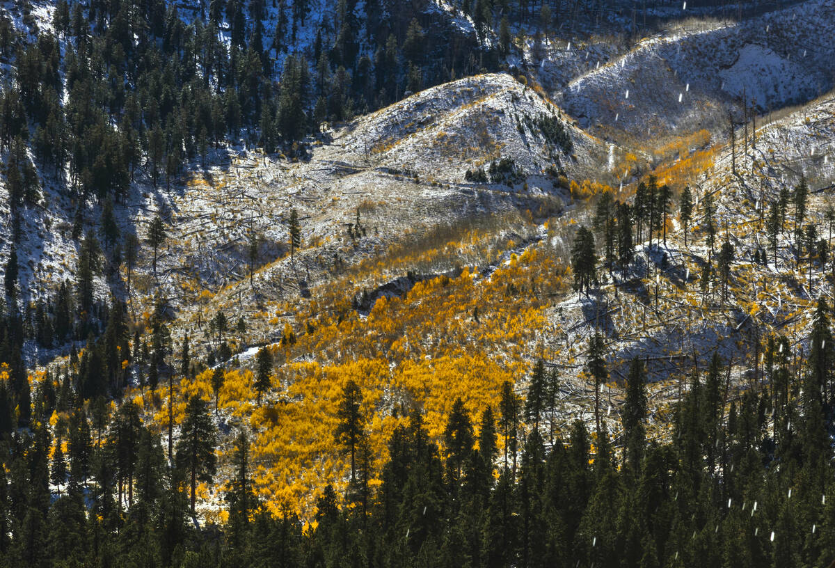 A large section of fall color still remains on the slopes above Kyle Canyon during the first si ...