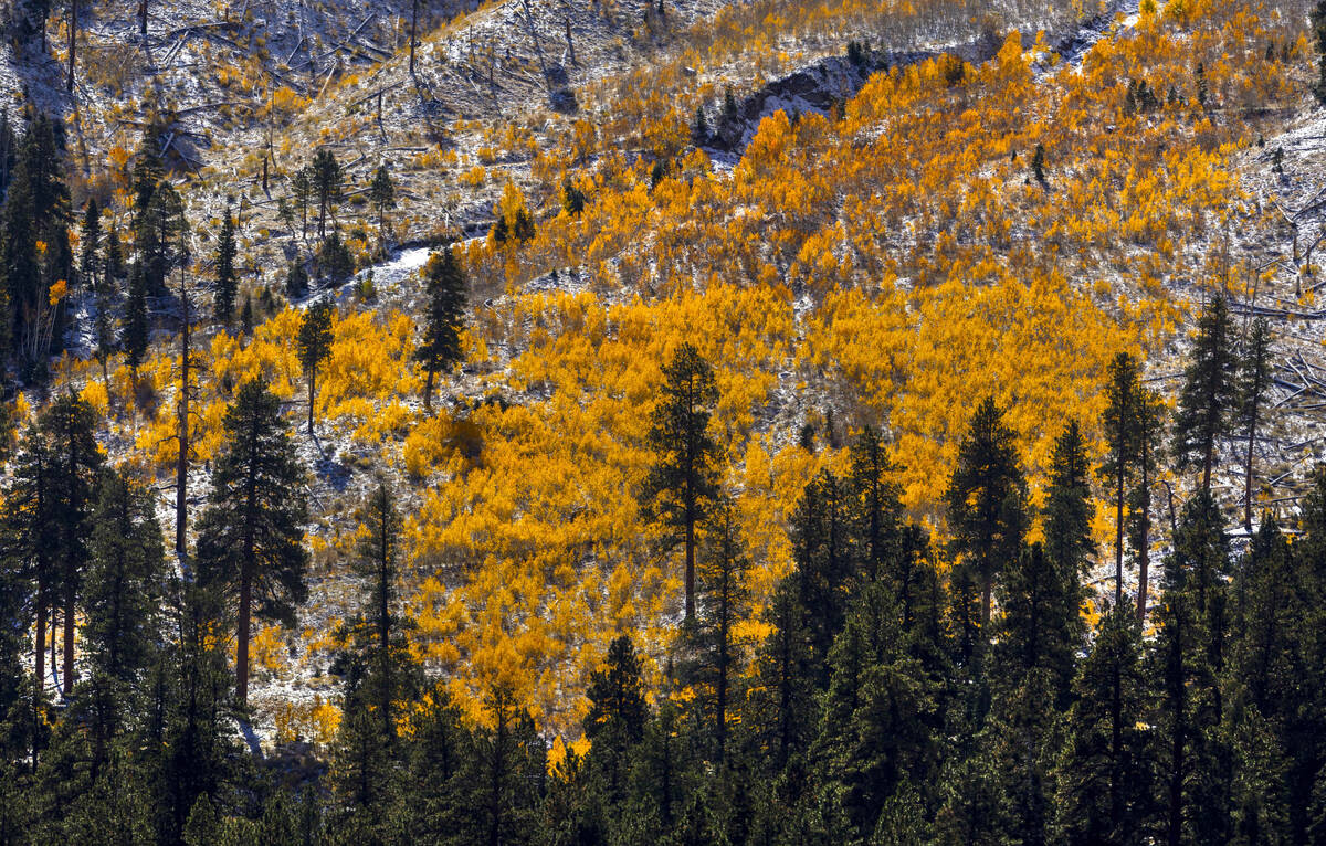 A large section of fall color still remains on the slopes above Kyle Canyon during the first si ...