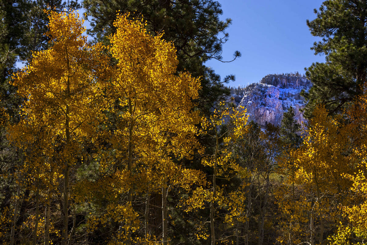 Some fall color still remains about Kyle Canyon during the first significant snowfall of the se ...