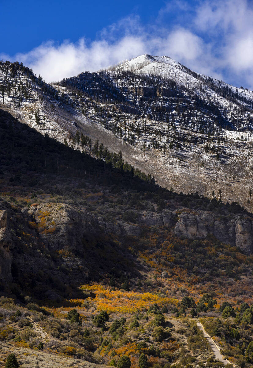 Some fall color still remains about Kyle Canyon during the first significant snowfall of the se ...