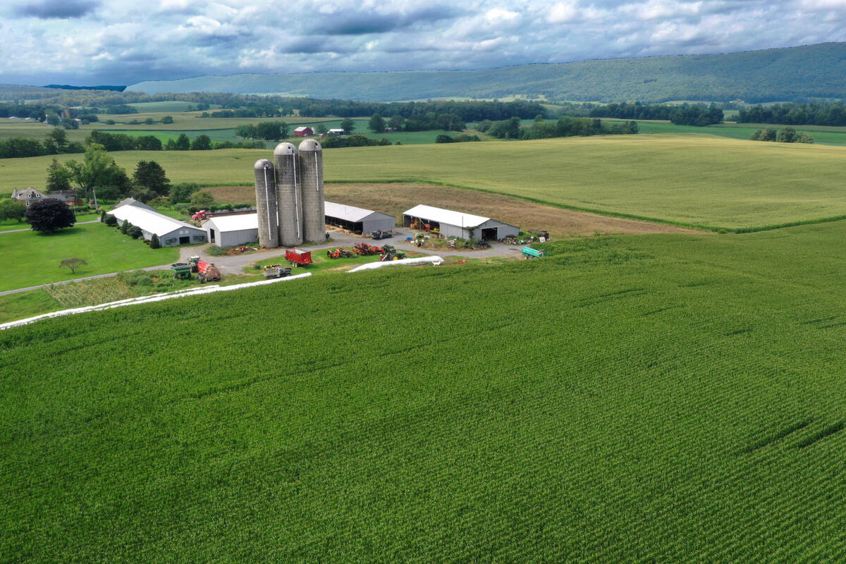 FILE - A corn field is seen in Mill Hill, Pa., on Aug. 29, 2023. (AP Photo/Gene J. Puskar, File)