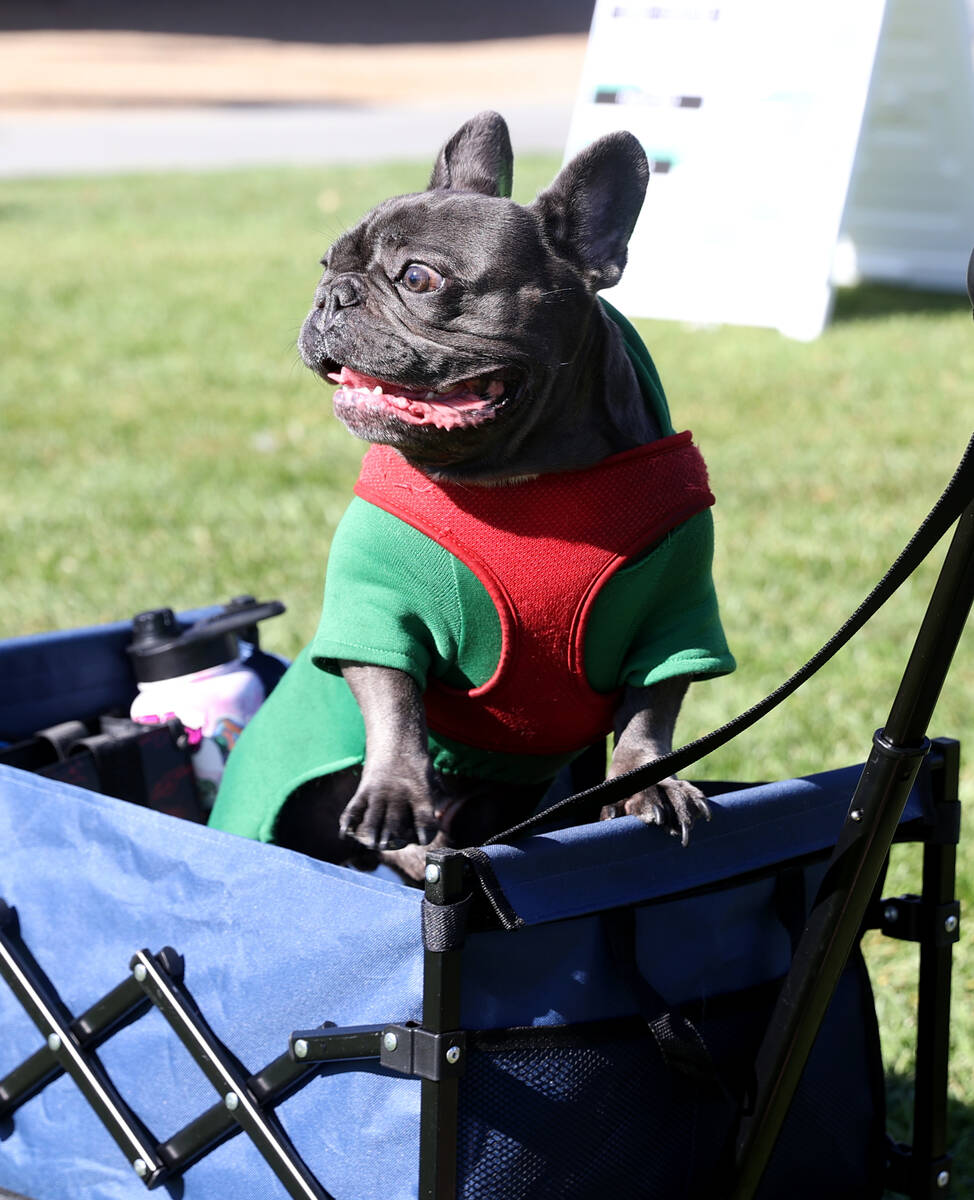 Raider checks out other dogs in costume with his mother Randi Humphrey during the Sixth Annual ...
