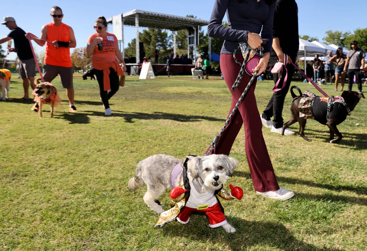 Participants walk in the doggie “paw-rade” during the Sixth Annual Paws in the Pa ...