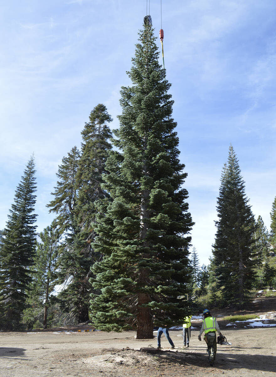 U.S. Forest Service workers cut down and load a 53-foot red fir chosen as the U.S. Capitol Chri ...
