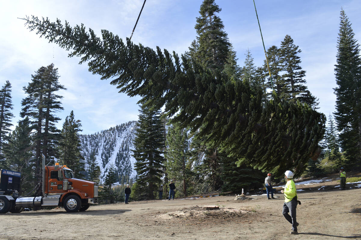 Nevada-grown tree begins journey to become Capitol Christmas Tree Nevada-grown tree begins journey to become Capitol Christmas Tree