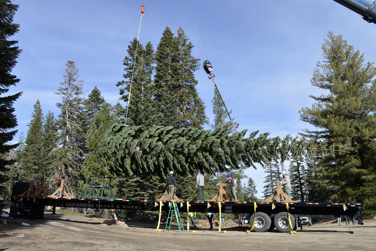 U.S. Forest Service workers cut down and load a 53-foot red fir chosen as the U.S. Capitol Chri ...