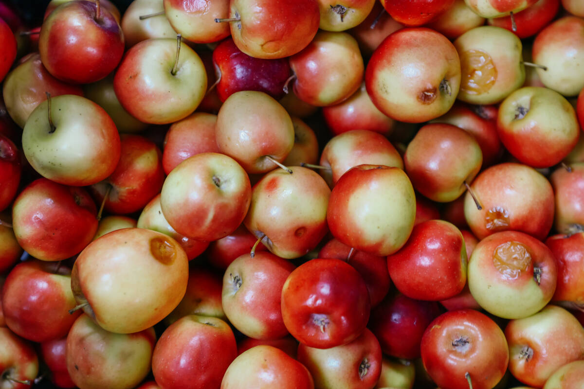 Apples sit in a box at City Impact Urban Food Bank on Tuesday, Oct. 28, 2025 in Las Vegas. (Liv ...