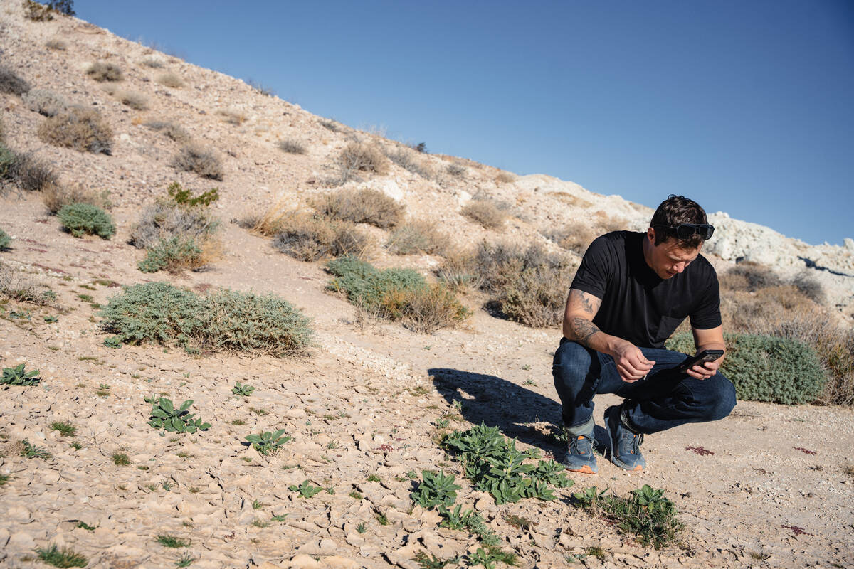 Mason Voehl, of the Amargosa Conservancy, attempts to identify a plant growing on the edge of a ...
