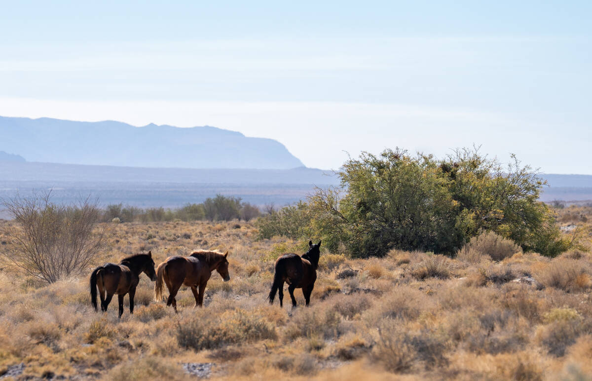 Wild horses roam near Ash Meadows National Wildlife Refuge in Amargosa Valley, Nev., Oct. 29, 2 ...