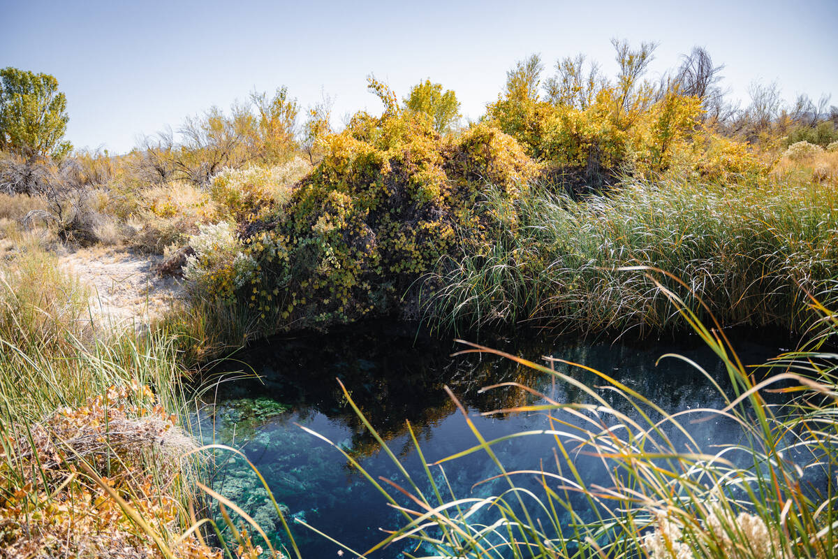 Vegetation grows near the Crystal Springs at Ash Meadows National Wildlife Refuge in Amargosa V ...