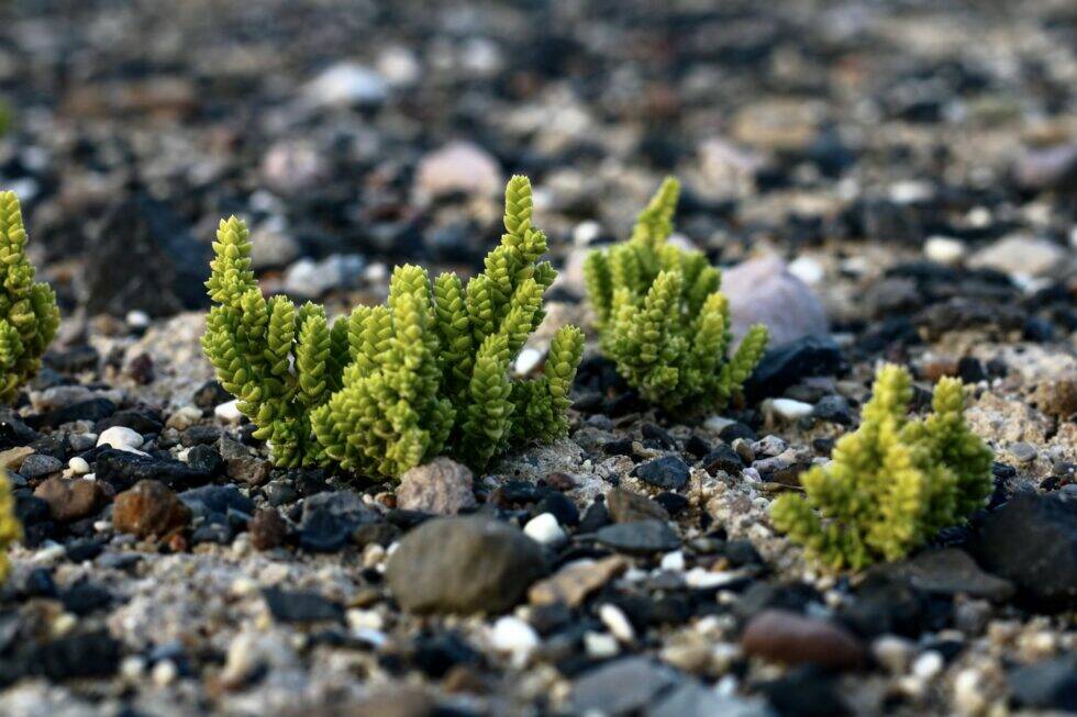 The Amargosa niterwort is seen in a provided photo. (Mason Voehl/Amargosa Conservancy)