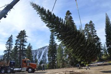 "Silver Belle," a red fir, was harvested in late October from the Carson Ranger District of the ...