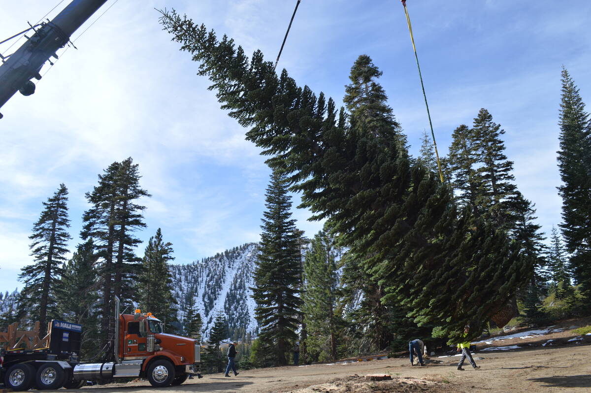 "Silver Belle," a red fir, was harvested in late October from the Carson Ranger District of the ...