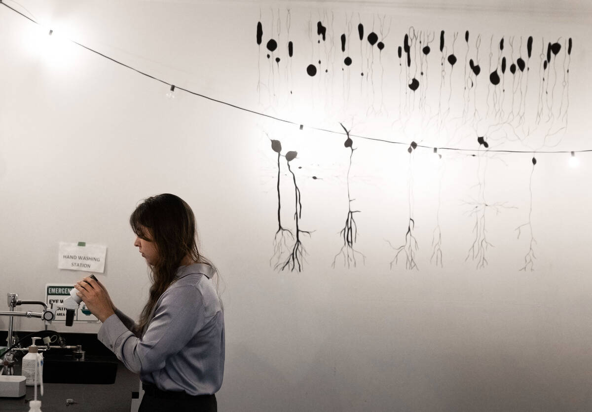 Students work in the lab of UNLV associate professors of neuroscience Rochelle and Dustin Hines ...