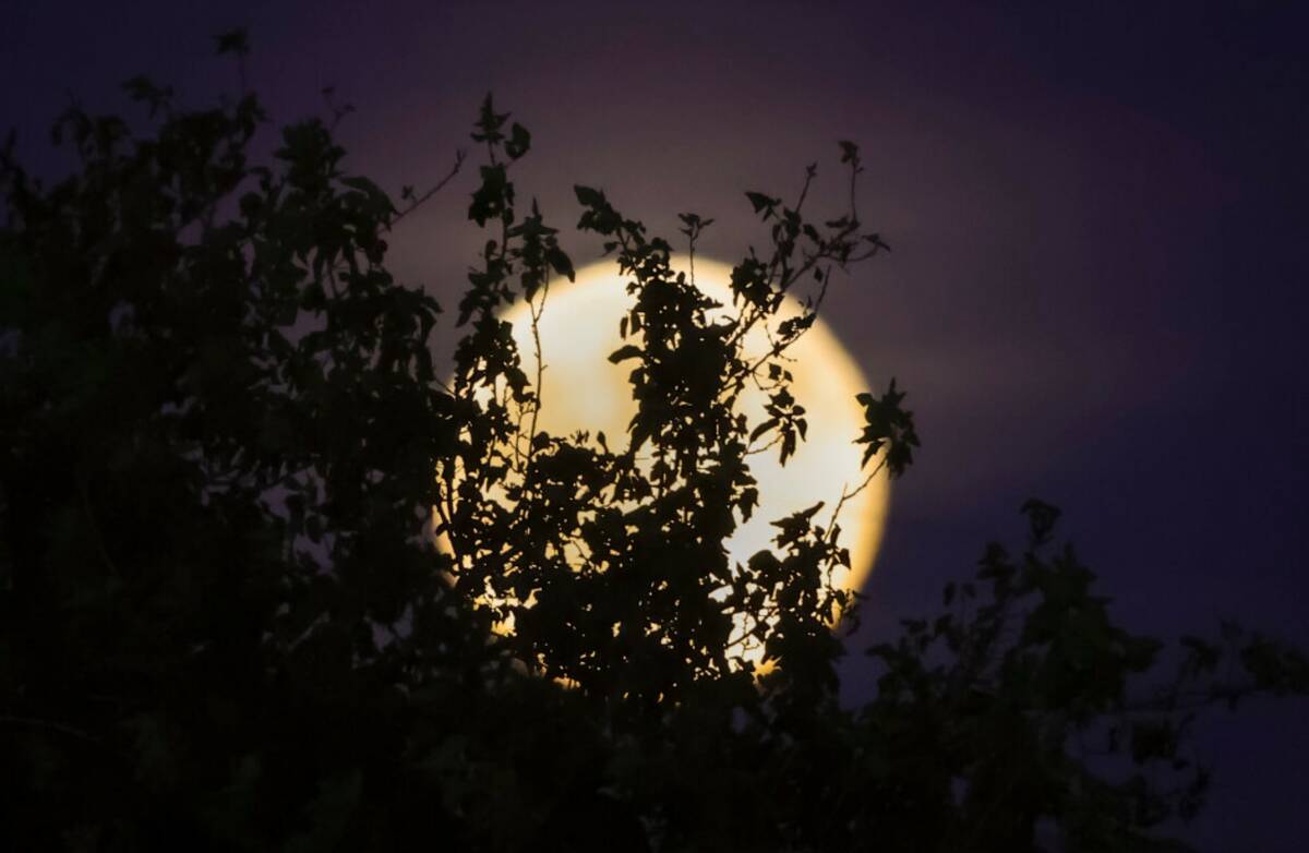 A Beaver supermoon rises over the Las Vegas Valley on Wednesday, Nov. 5, 2025. (Chase Stevens/L ...