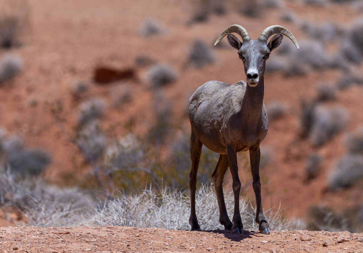 A Bighorn Sheep looks from a ridge about the visitor's center in the Valley of Fire State Park ...