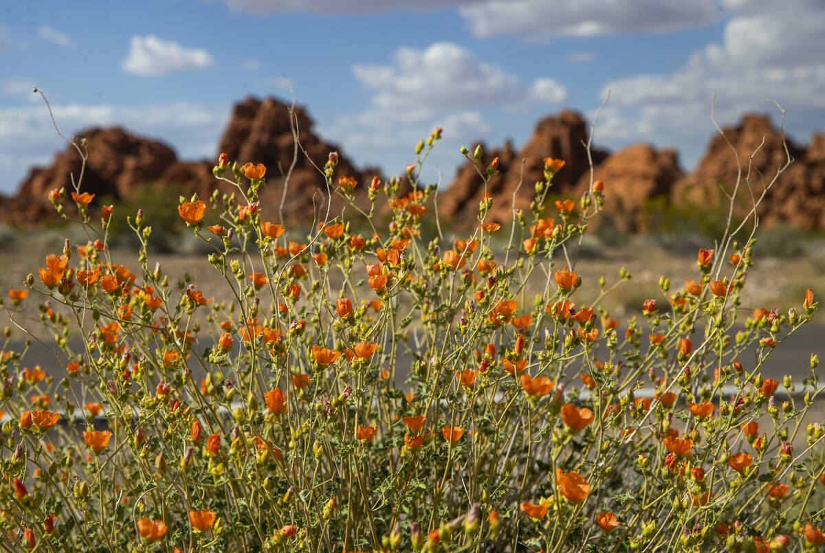 Spring flowers bloom along the main road through the Valley of Fire State Park on Thursday, Apr ...