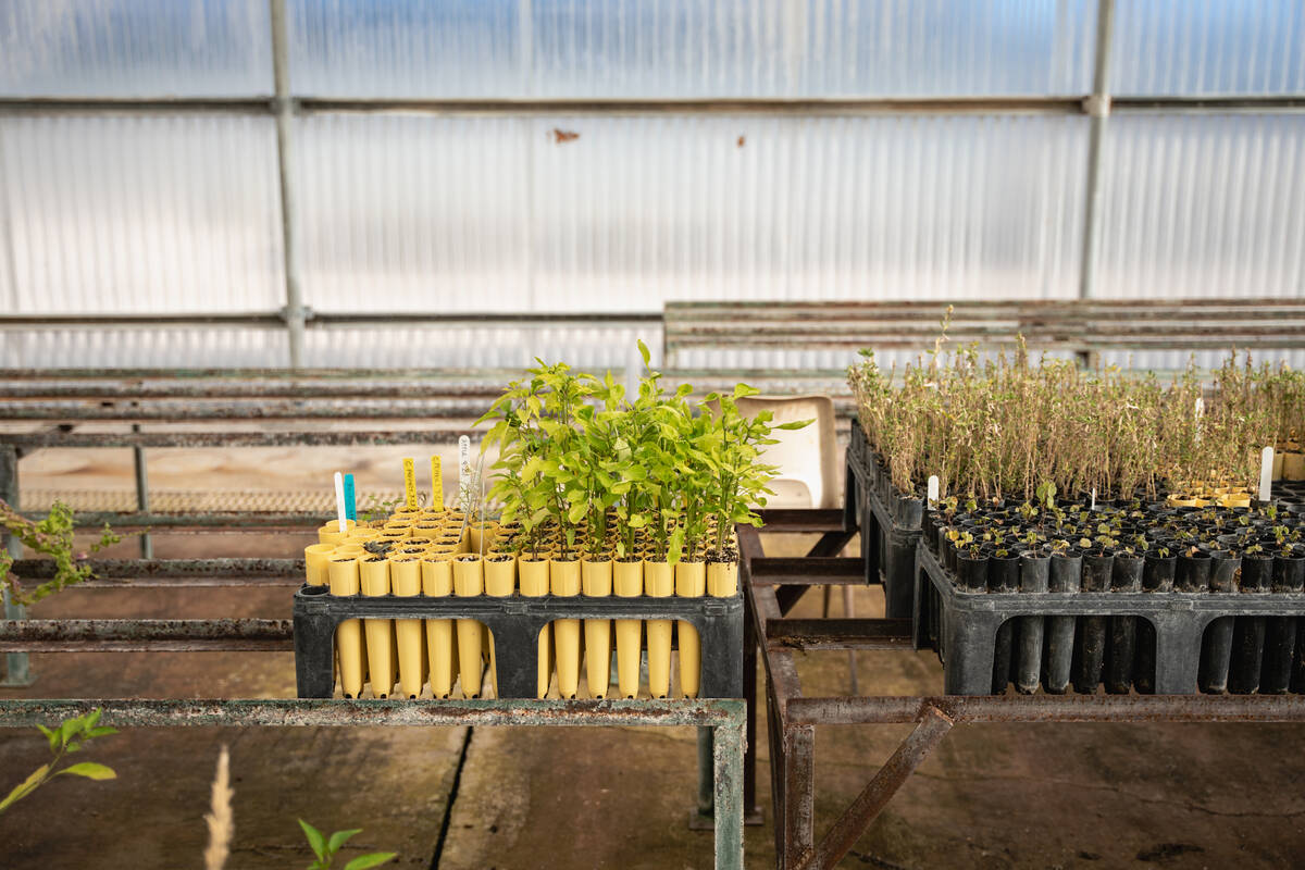 A variety of native and adapted Mojave Desert plants grow inside greenhouses at the Las Vegas S ...