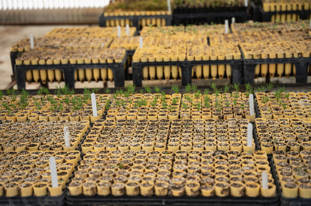 A variety of native and adapted Mojave Desert plants grow inside greenhouses at the Las Vegas S ...