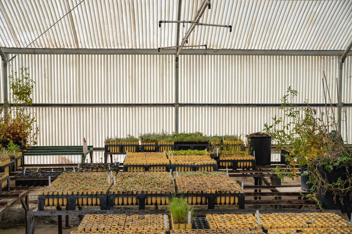 A variety of native and adapted Mojave Desert plants grow inside greenhouses at the Las Vegas S ...