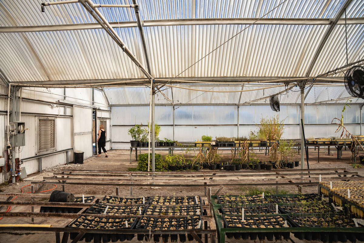 A variety of native and adapted Mojave Desert plants grow inside greenhouses at the Las Vegas S ...