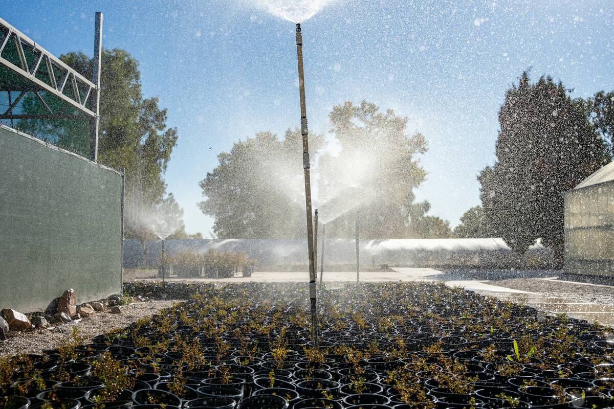 A variety of native and adapted Mojave Desert plants grow inside greenhouses at the Las Vegas S ...