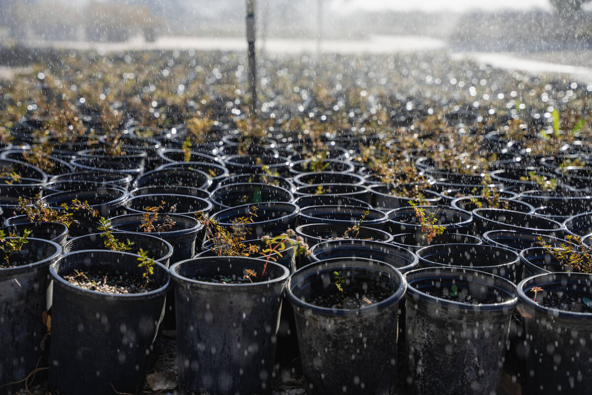 A variety of native and adapted Mojave Desert plants receive water at the Las Vegas State Tree ...