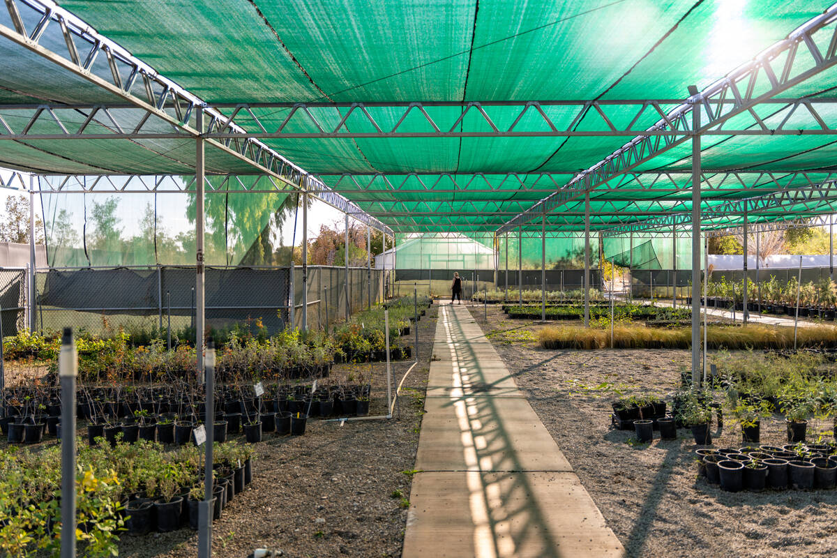 A variety of native and adapted Mojave Desert plants grow inside greenhouses at the Las Vegas S ...